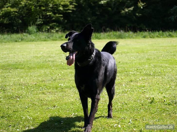 Blanding af racer Keiko R.I.P - fordi du er smuk, elegant, og Miign  billede 9