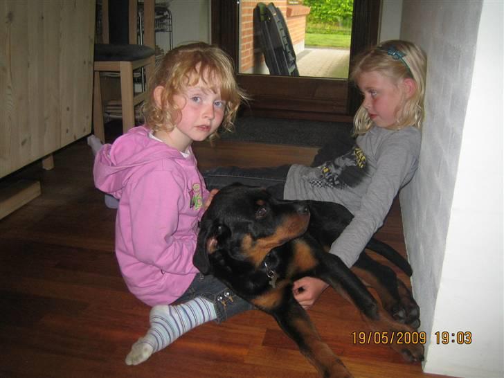 Rottweiler Baloo - Hygge med pigerne billede 14