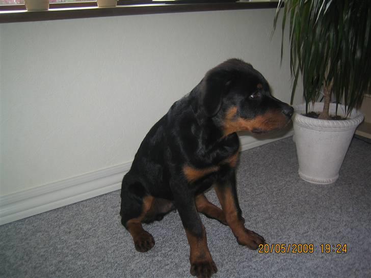 Rottweiler Baloo billede 15