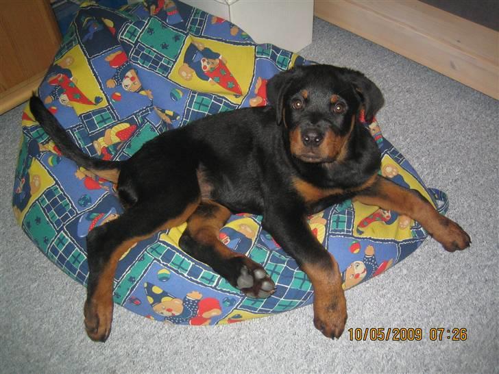 Rottweiler Baloo - det er skønt med en sækkestol. billede 16