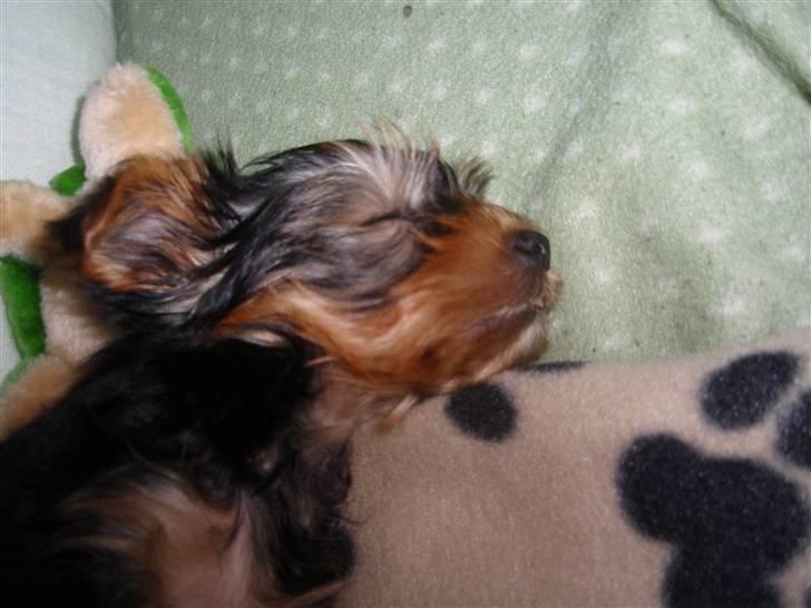 Yorkshire terrier Charlie billede 8