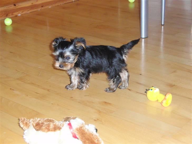 Yorkshire terrier Charlie billede 9