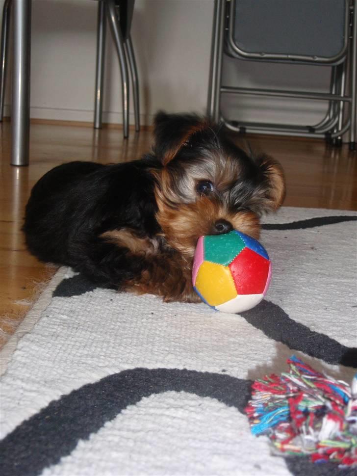 Yorkshire terrier Charlie billede 10