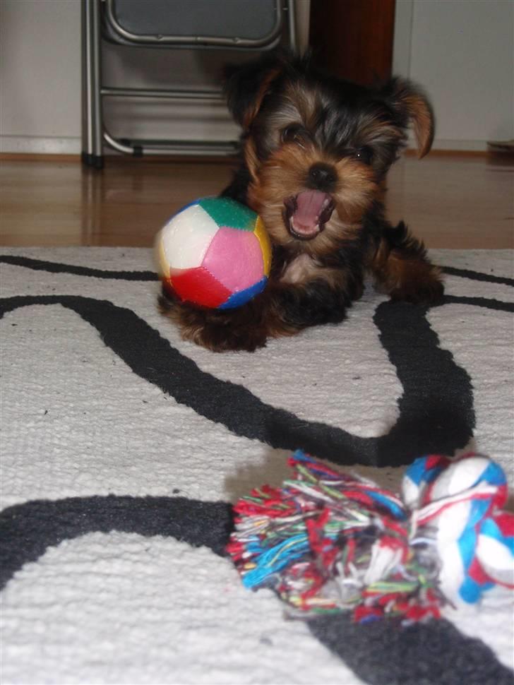 Yorkshire terrier Charlie billede 11