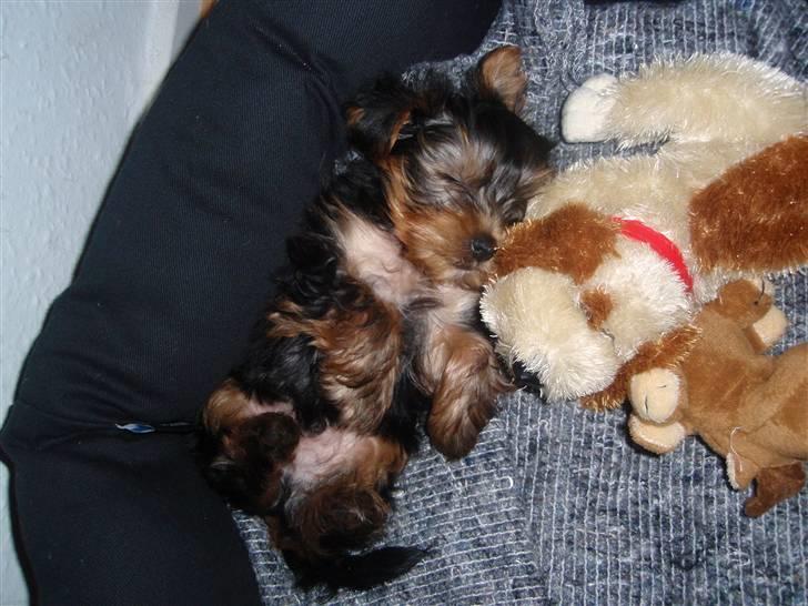 Yorkshire terrier Charlie billede 12