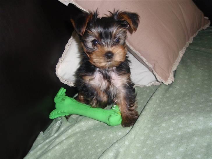 Yorkshire terrier Charlie billede 13