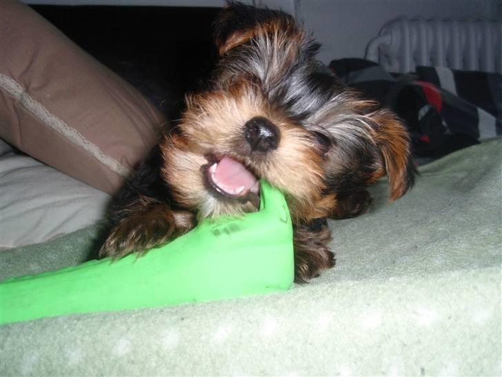 Yorkshire terrier Charlie billede 14