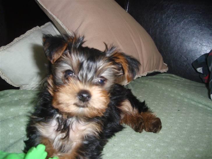 Yorkshire terrier Charlie billede 15