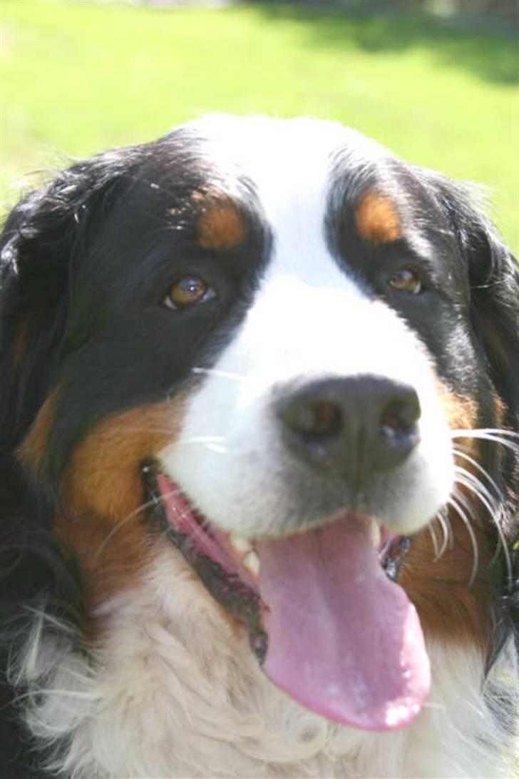 Berner sennenhund gainits asalie - nr. 1 et mega godt billede af hende(: billede 1