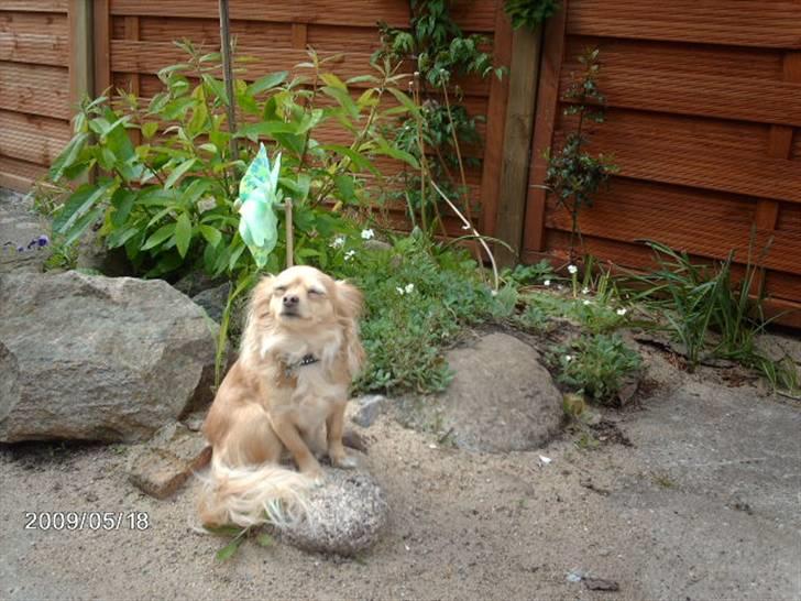 Chihuahua Chi chi - en sand livsnyder :-) billede 1