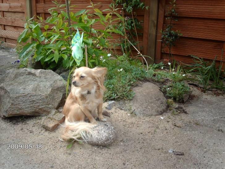 Chihuahua Chi chi billede 2