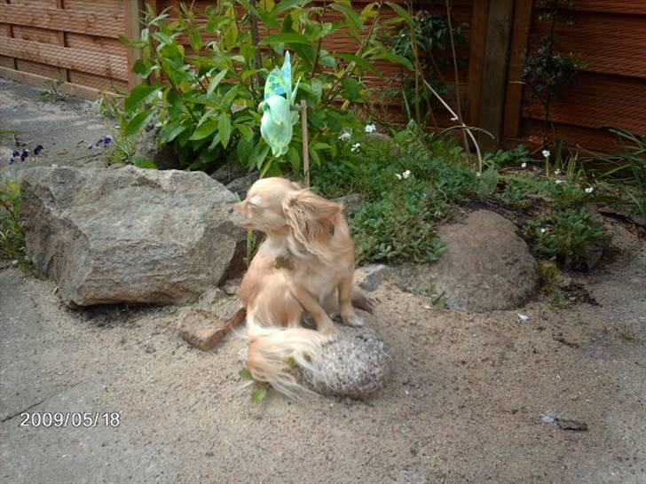 Chihuahua Chi chi billede 3