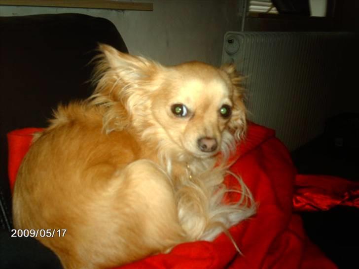 Chihuahua Chi chi billede 4