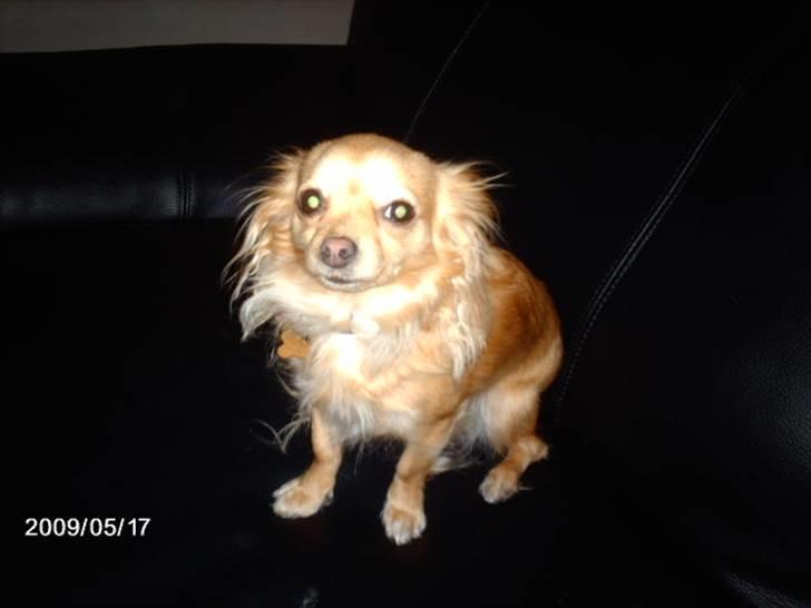 Chihuahua Chi chi billede 5