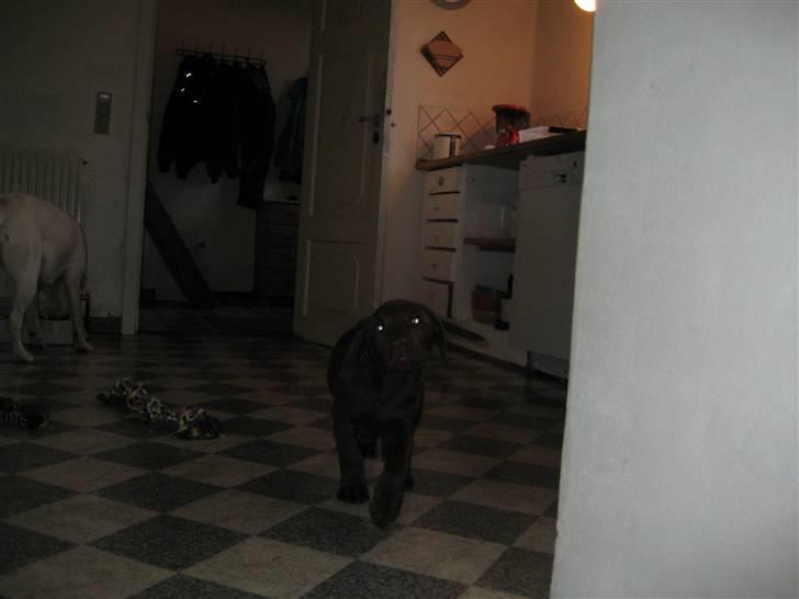 Labrador retriever Samson billede 1