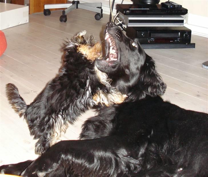 Flat coated retriever Nikka - Grrrrrr.........du skal ikke tro du er noget bare fordi du har en stor mund;-) billede 14