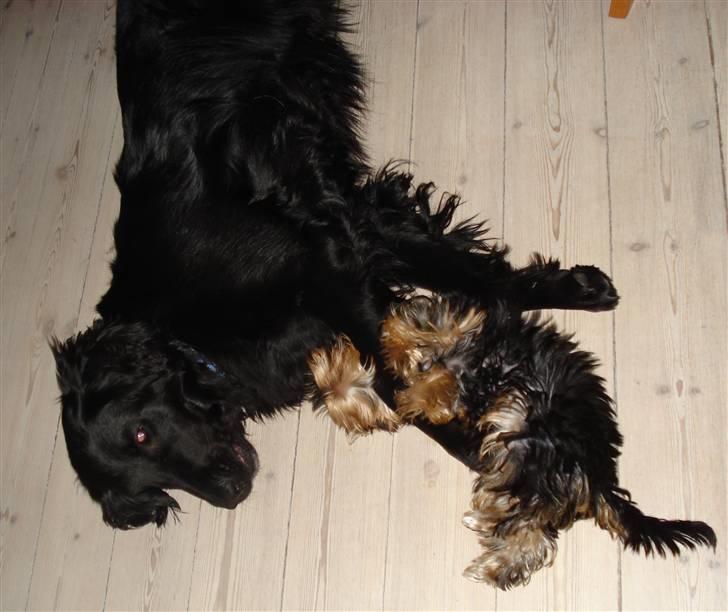 Flat coated retriever Nikka - Udmattet efter en god brydekamp! billede 15