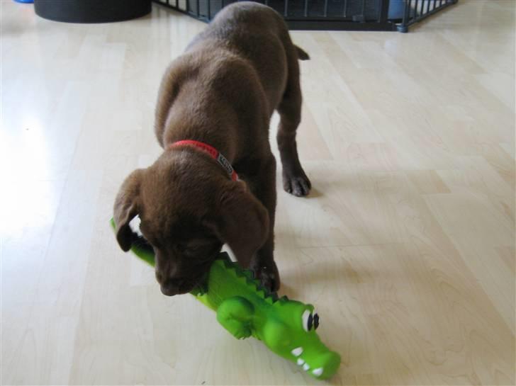 Labrador retriever Freja - Freja vs. Krokodillen - 1/2 billede 7