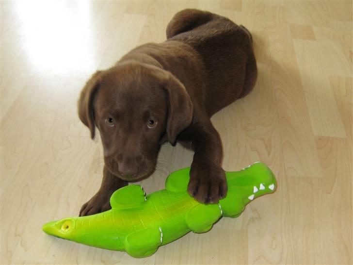 Labrador retriever Freja - Freja vs. Krokodillen - 2/2. Se nu har jeg krammet på krokodillen mor ;-) billede 8