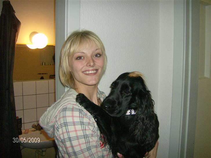 Cocker spaniel Nova - Er hun ikke bare skøn. billede 6