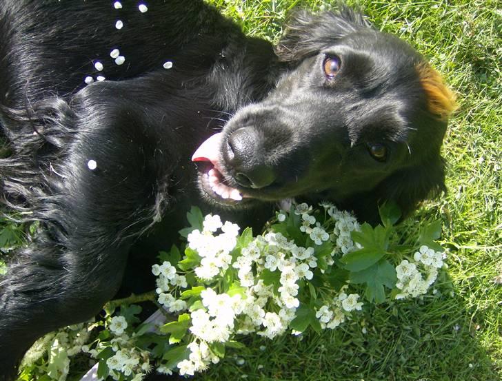Cocker spaniel Nova - Nova er (næsten) altid klar på at Ligge/stå Model foran kammeraet,  billede 7