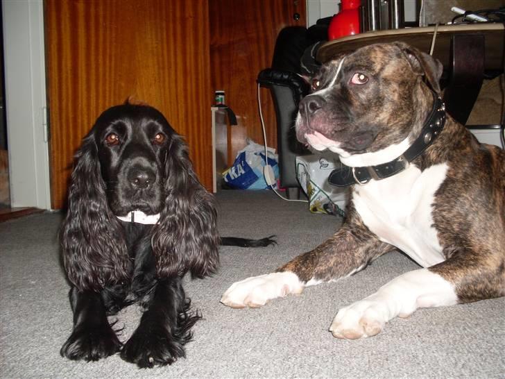 Cocker spaniel Nova - Se mor !  jeg har fundet en blomsterPind billede 8