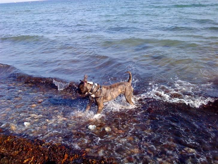 Amerikansk bulldog Tyson - Ahh Sommer den bedste tid.  billede 10