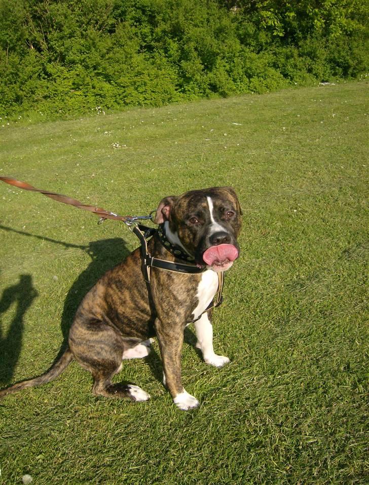 Amerikansk bulldog Tyson - Tyson holder altid sin kæmpe tunge lige i munden.   billede 11