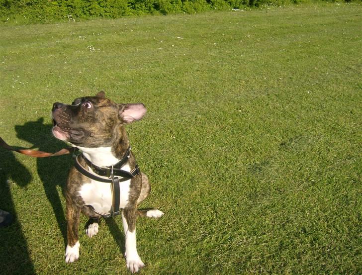 Amerikansk bulldog Tyson - mon Tyson håber på han letter. Måske han har set for meget Dumbo billede 12