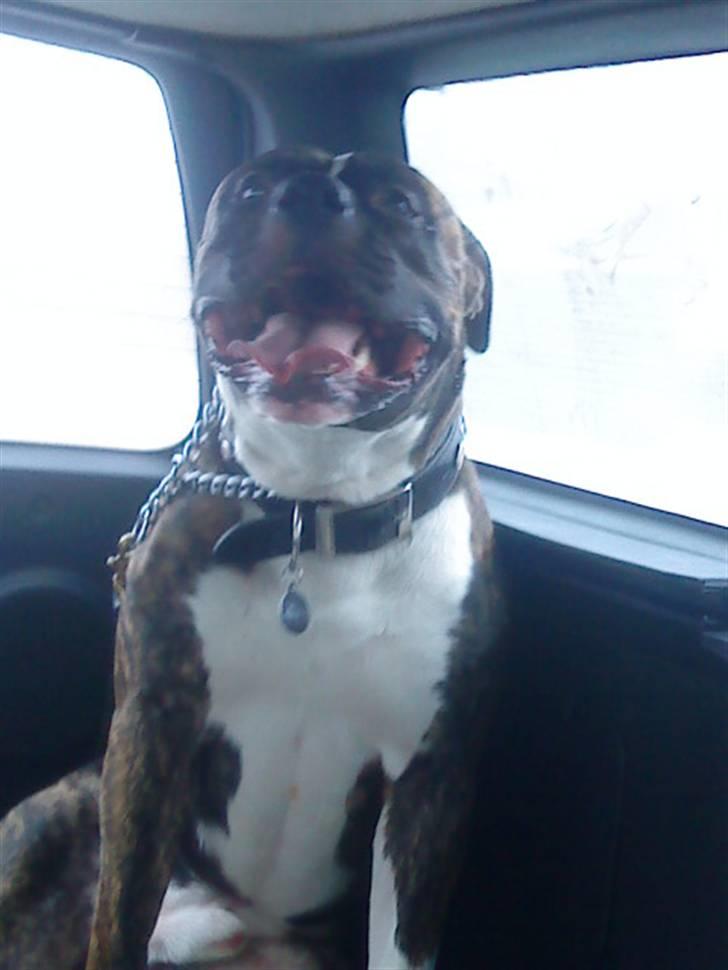 Amerikansk bulldog Tyson billede 13