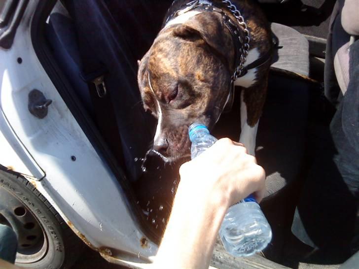 Amerikansk bulldog Tyson billede 14