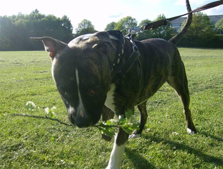 Amerikansk bulldog Tyson - Grrr i får ikke min pind, men jeg elsker når i prøver hæhæ billede 15