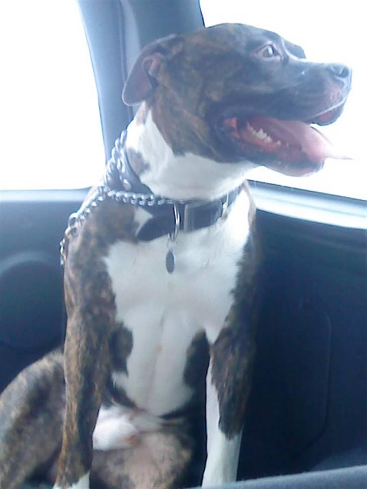 Amerikansk bulldog Tyson billede 16