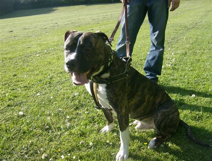 Amerikansk bulldog Tyson billede 17