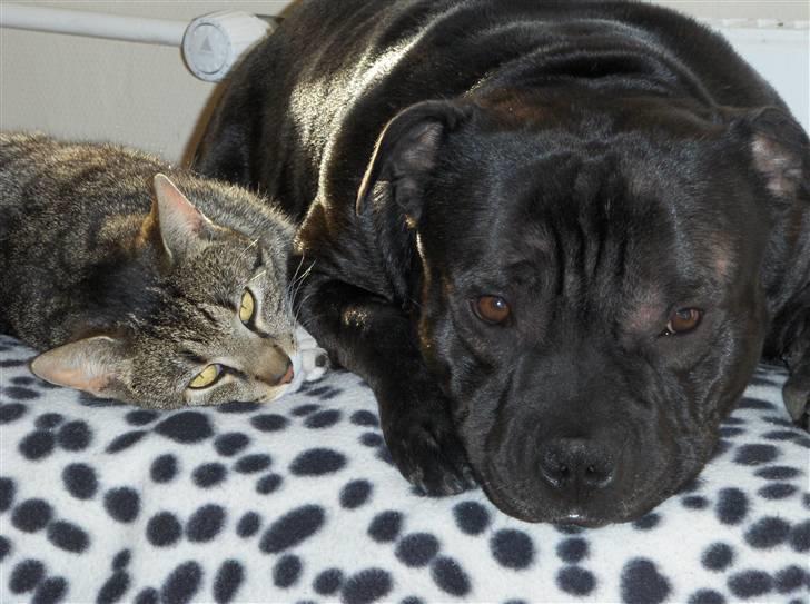 Staffordshire bull terrier Cani - trunte  ynglingskatten billede 19