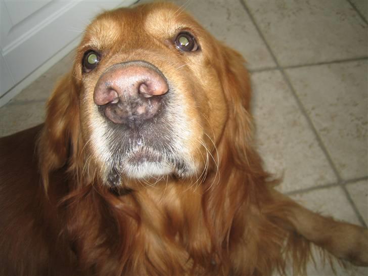 Golden retriever elmer billede 1