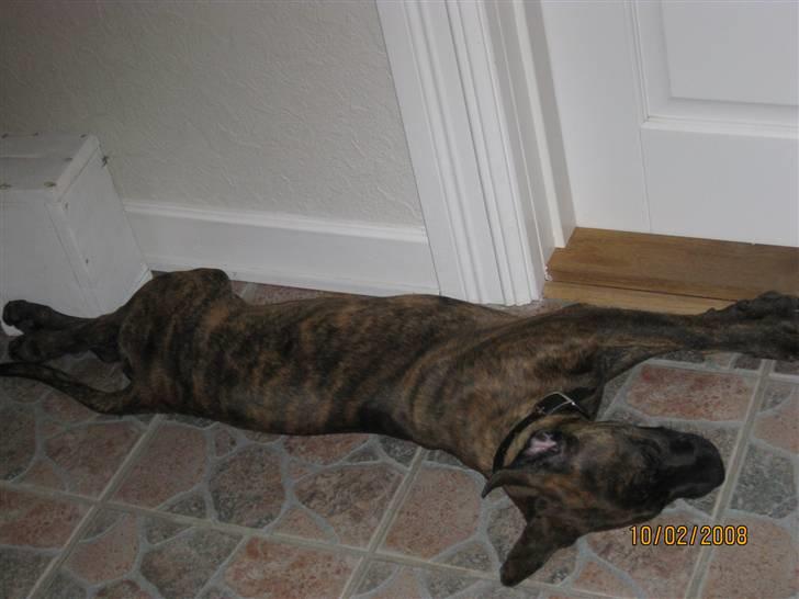 Blanding af racer Kita - Uha jeg er ved at blive alt for lang :) billede 4