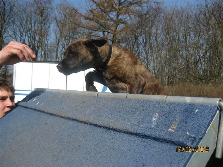 Blanding af racer Kita - Her øver jeg i Skærbæk med min gode ven Thomas :) billede 5