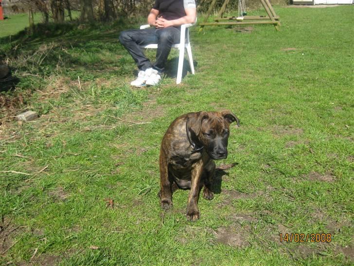 Blanding af racer Kita - Her er jeg igen oppe ved Skærbæk hundebane :) billede 6