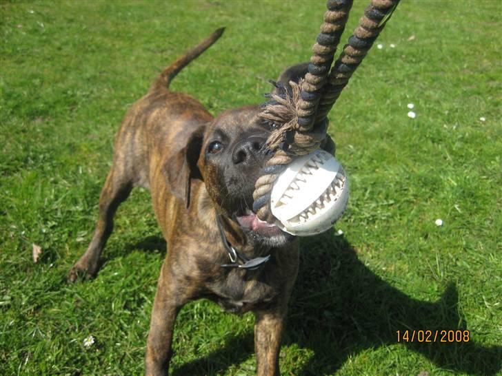 Blanding af racer Kita - " Nu bare giv mig den" :) billede 7