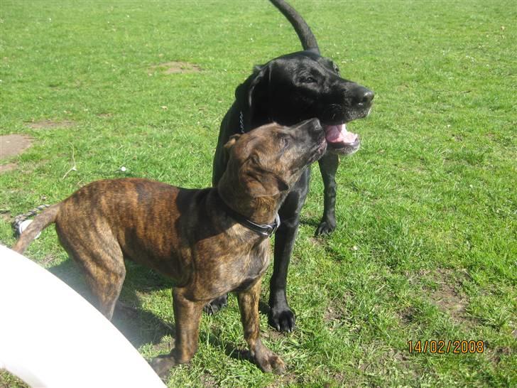 Blanding af racer Kita - Her er jeg med min bedste ven Rollo en 9årig Labrador :) billede 8