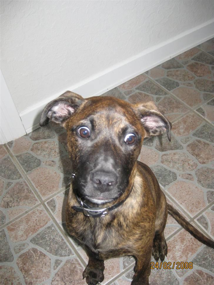 Blanding af racer Kita - Haha :D Min ejer siger jeg er rigtig grim nogen gange :) billede 9