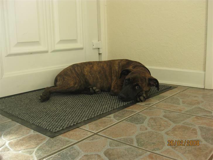 Blanding af racer Kita - Jeg bliver tit træt af al den motion jeg får billede 10