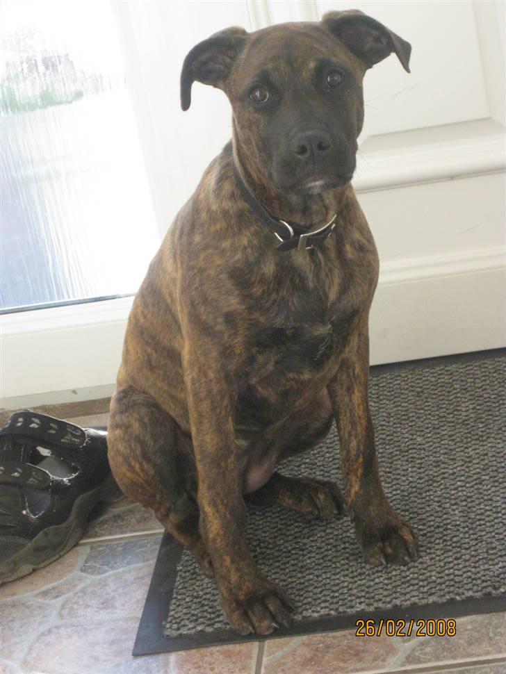 Blanding af racer Kita - Jeg ska´ vidst snart på slankekur (Hun er blevet mere muskuløs) billede 11