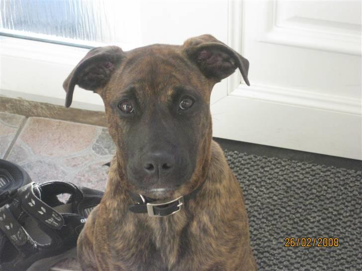 Blanding af racer Kita billede 12