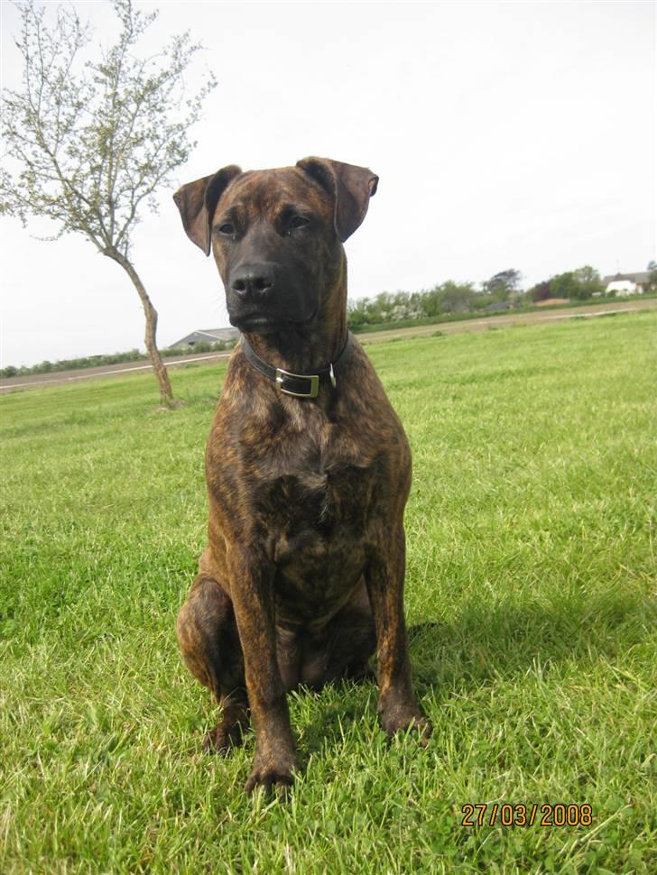 Blanding af racer Kita - Her kan man se at jeg er ved at blive rigtig flot :) billede 13