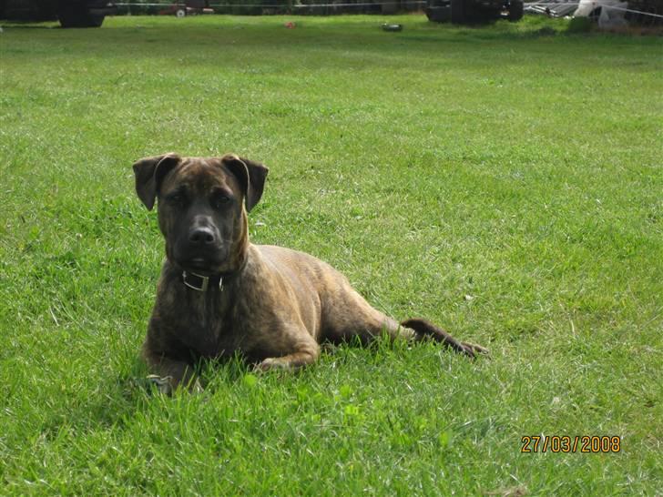 Blanding af racer Kita - Tak fordi i kiggede forbi min profil. I må hellere end gerne ligge en kommentar billede 14