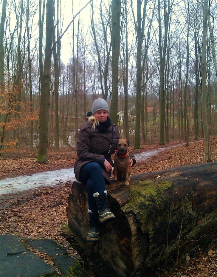 Border terrier Morris RIP <3 8.8.12 - Hyggetur i skoven billede 15