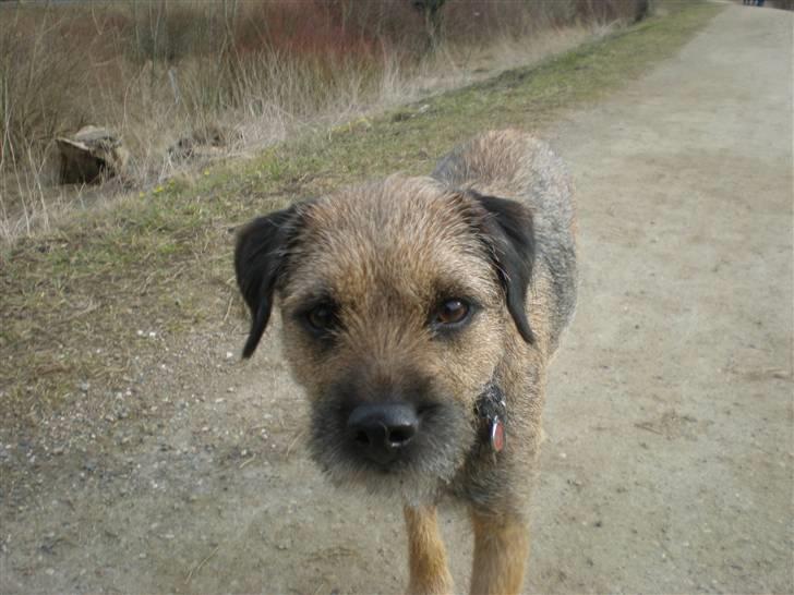 Border terrier Morris RIP <3 8.8.12 - Nu kommer jeg!  billede 16