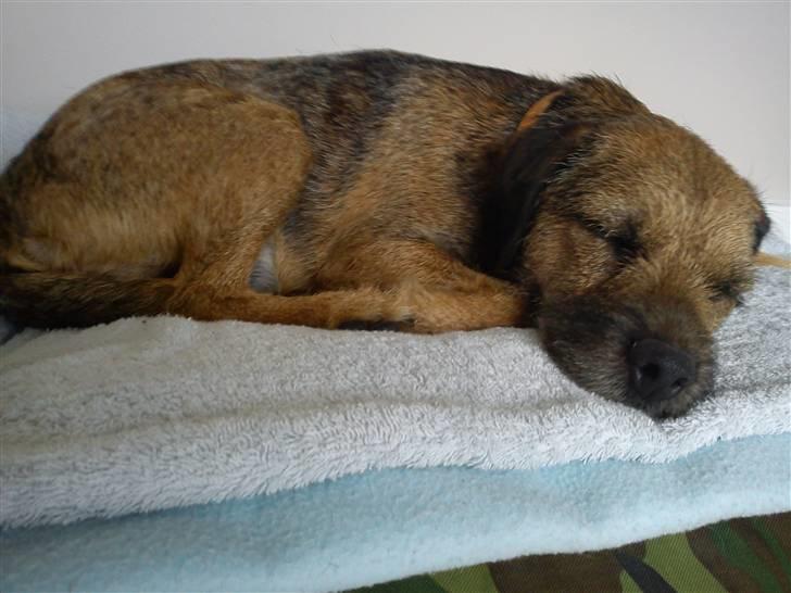 Border terrier Morris RIP <3 8.8.12 - ZzzzZzzZzz billede 17